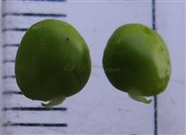  Seeds with persistent funiculus